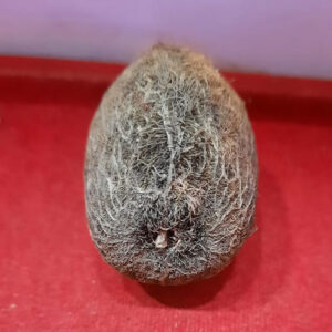 Ekakshi Nariyal – Sacred One-Eyed Coconut for Vaastu & Prosperity