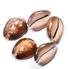 Laxmi Kaudi (Cowrie Shell) – Sacred Symbol of Wealth, Prosperity & Protection